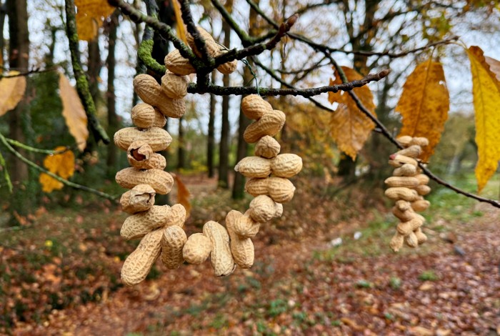 pindaslinger