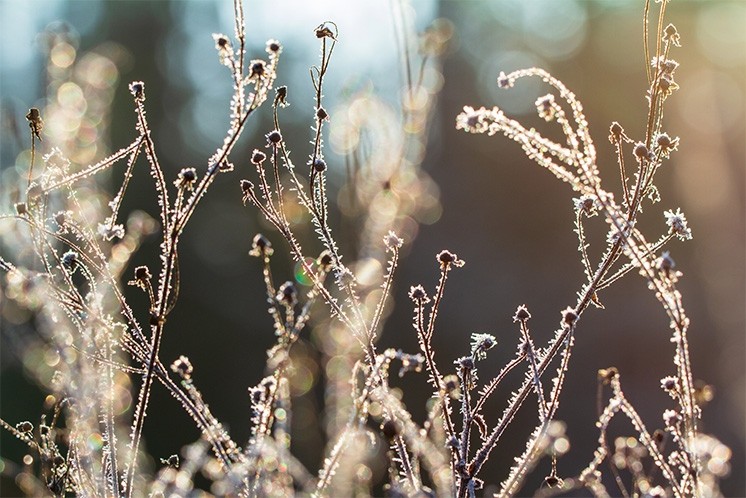 Je tuin winterklaar maken