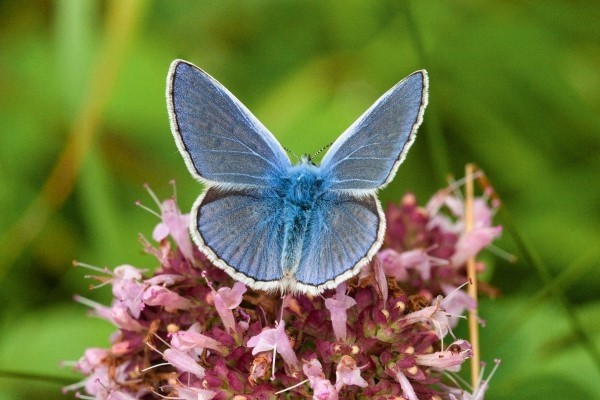 Icarusblauwtje op bloem