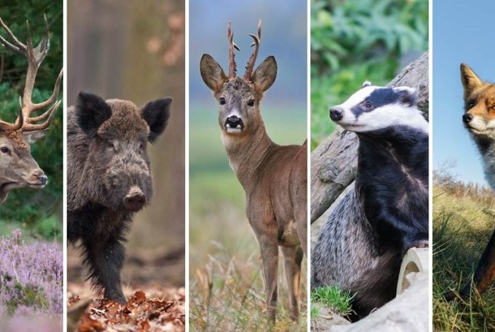 Landzoogdieren