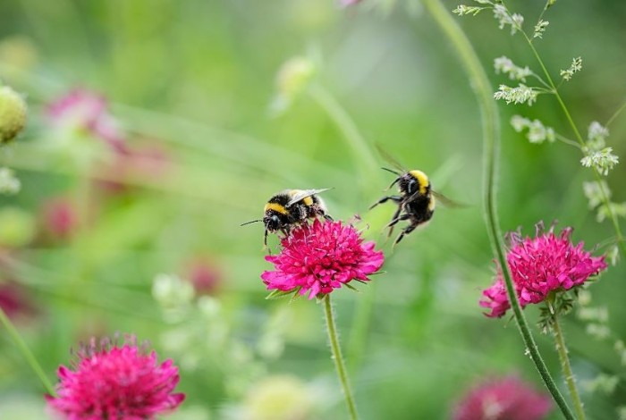 insecten op bloemen