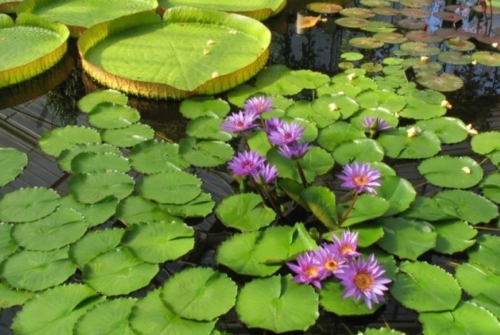 waterplanten