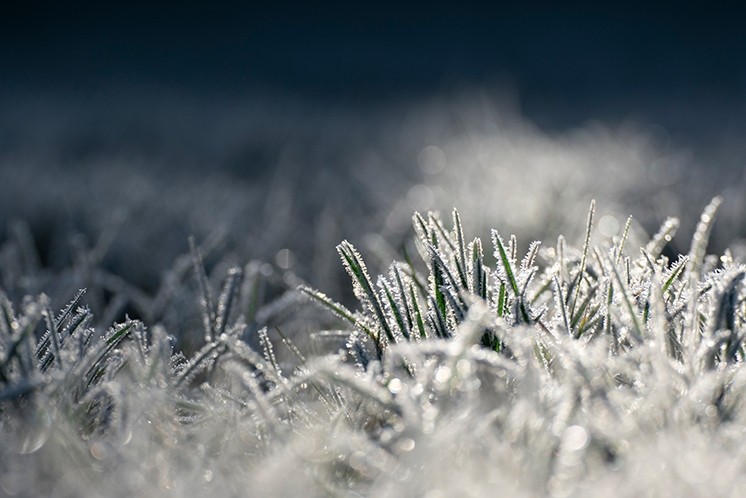 bevroren gras