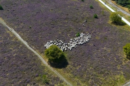 TK Foto - Persfotografie bloeiende heide