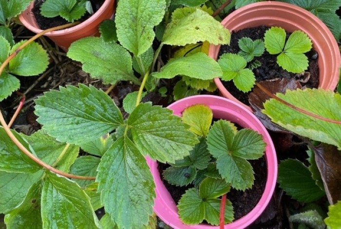 stekjes op de plantjes (ruil)markt