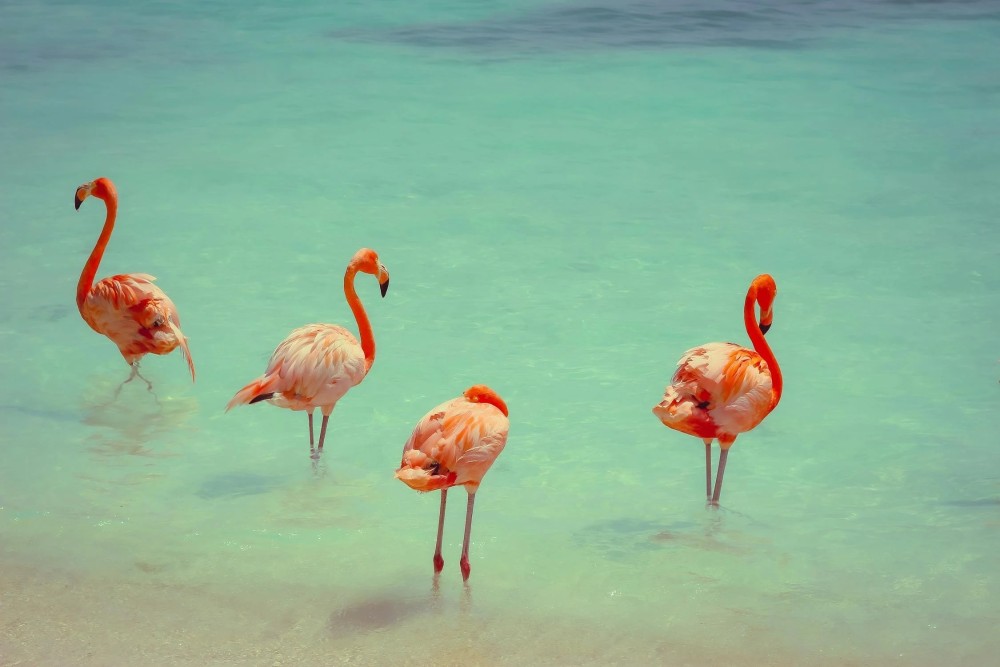 Aruba