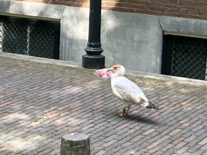Carolien Adriaansche - construction, seagull with bag of tyraps
