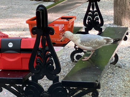 Carolien Adriaansche  - caught