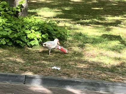 Carolien Adriaansche - unfortunately second theft tyraps