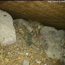 Cavity wall/crawl space inspection