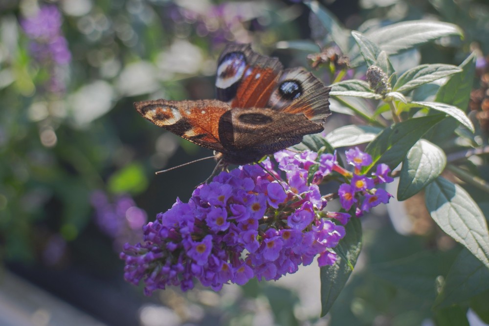 Buddleja 'Blue Chip' met dagpauwoog © Foto Anneke Beemer