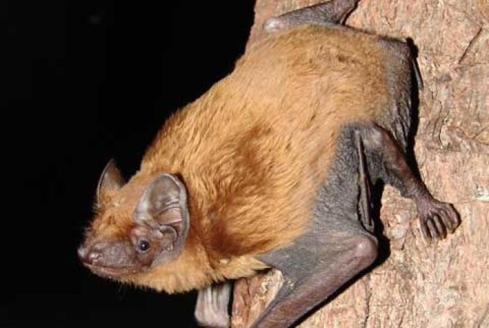 Logo Nacht van de Vleermuis
