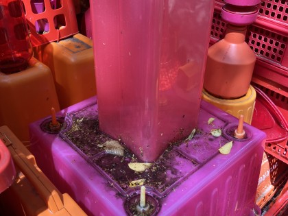 Carolien Adriaansche - Soot mould from the Linden trees