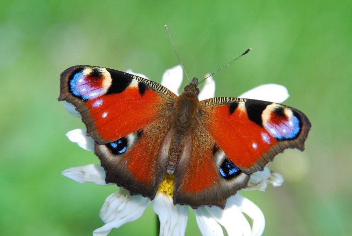 vlinder wandeling