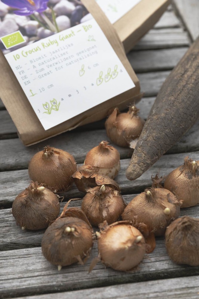 Biologische bloembollen met pootstok