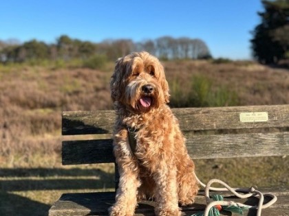 Coco