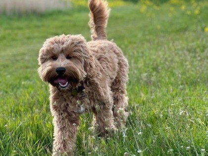 Coco