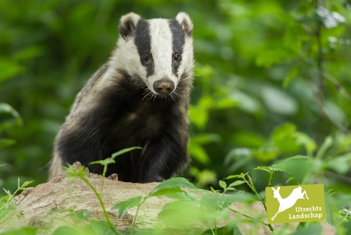 Lezing en excursie over Landzoogdieren