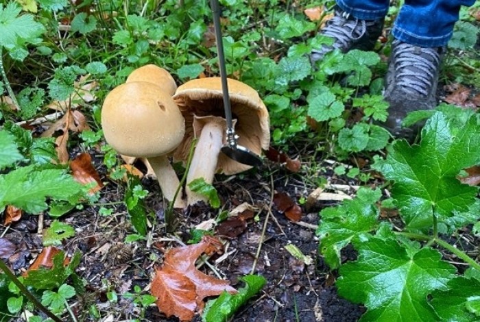 IVN Natuurexcursie Titel: Paddenstoelen Nimmerdor