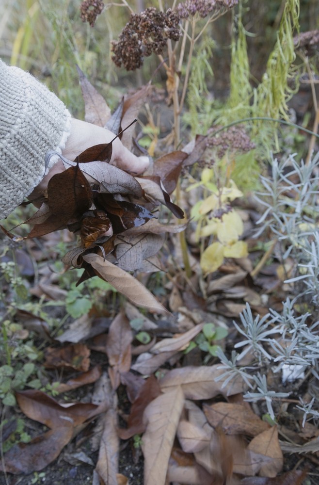Herfstblad: de natuurlijke bodemverbeteraar