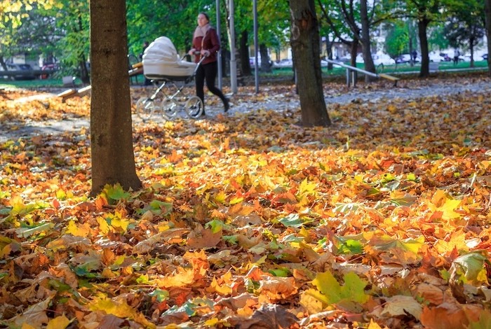 herfstbladeren in het park