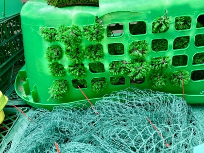 C. Adriaansche - oneindig GROEN