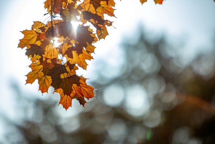 esdoornblad in de herfstzon