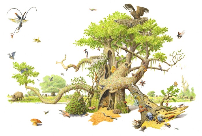 Illustratie Zomereik van Jeroen Helmer