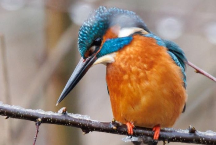 Ijsvogel door Arno Dubbelhuis