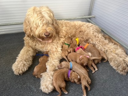 Daantjes eerste nestje