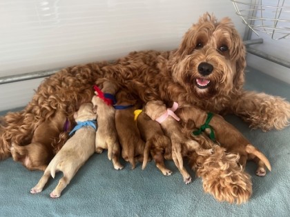 Coco's eerste nestje