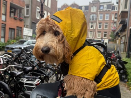 Maple in de fietsmand