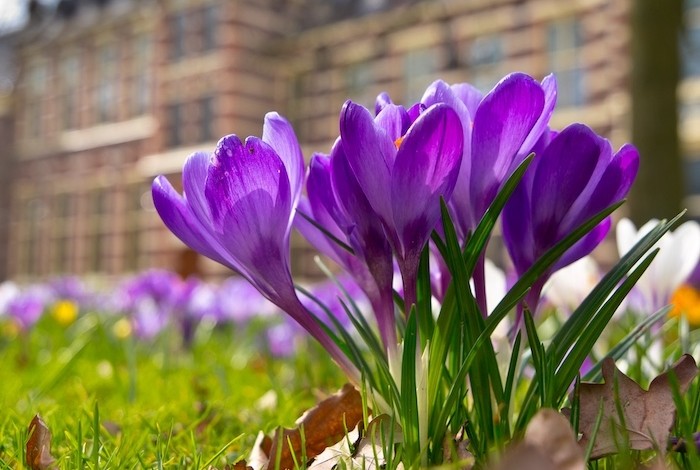 paarse crocus