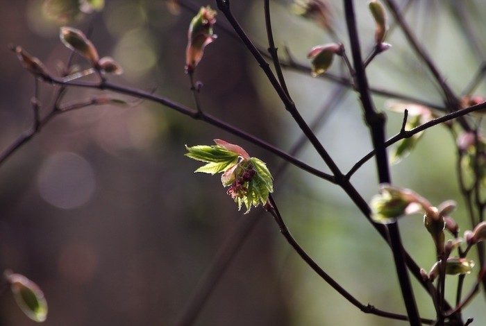 knoppen gaan open in de lente