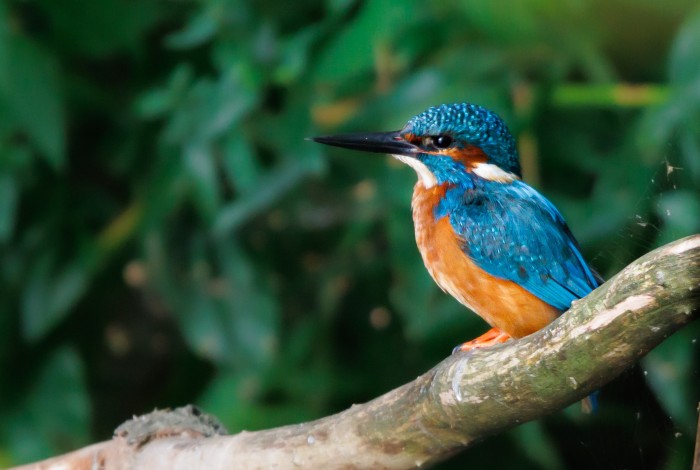 IJsvolgel_Arno Dubbelhuis