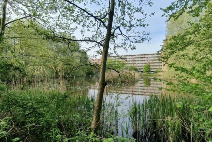 Foto natuur waterwingebied